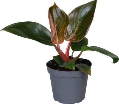 Philodendron Pink Bikini