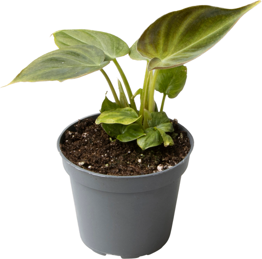 Philodendron Verrucosum