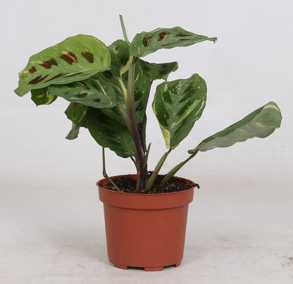 Maranta Variegata