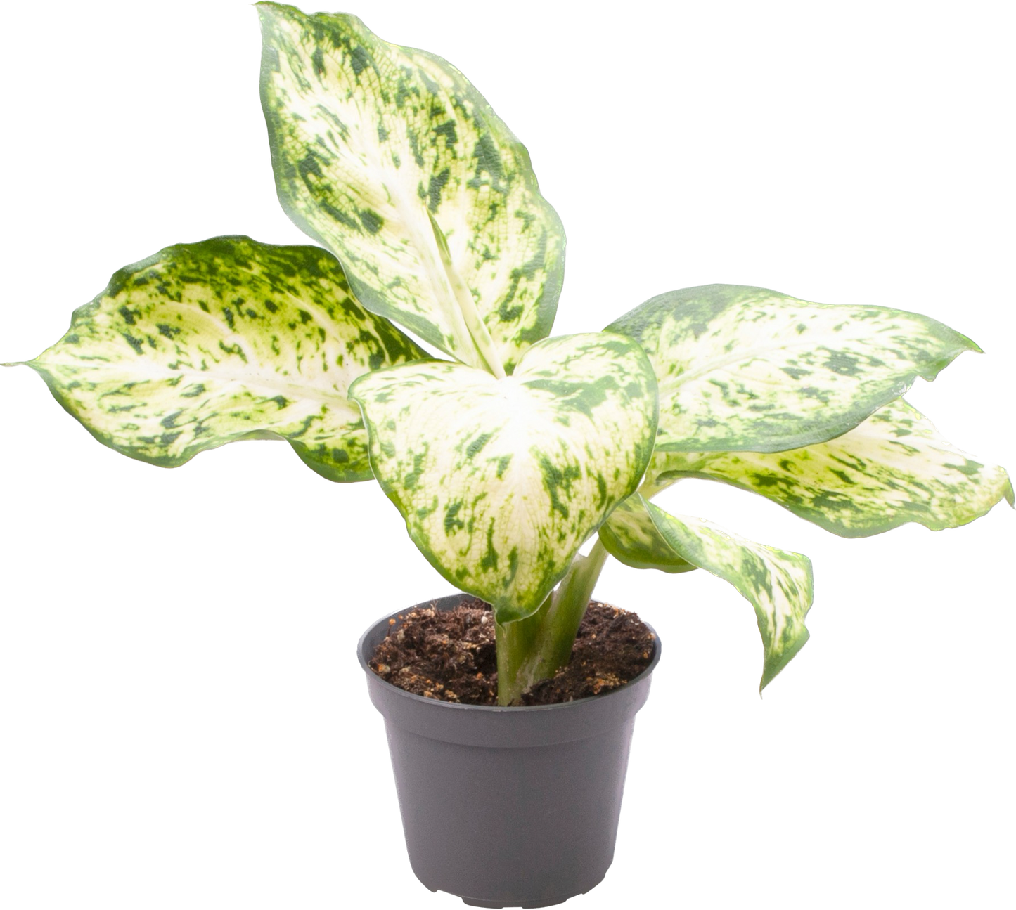 Dieffenbachia maculata