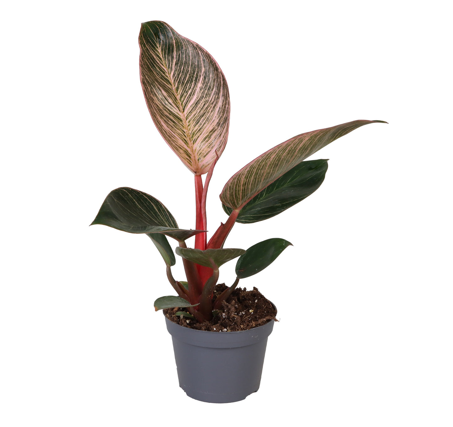 Philodendron Pink Bikini