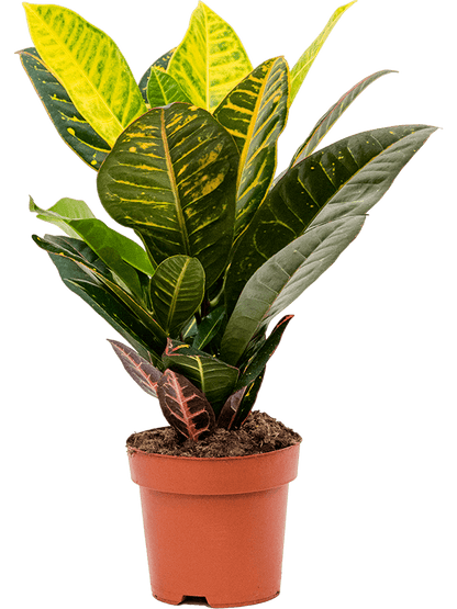 Croton 'Petra'- Wunderstrauch
