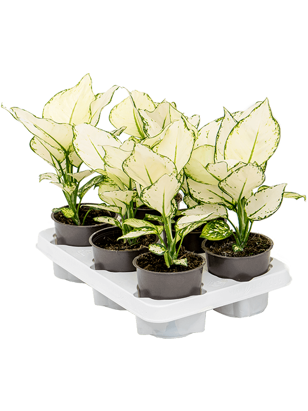 Aglaonema White