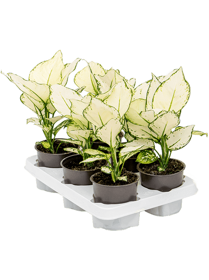 Aglaonema White