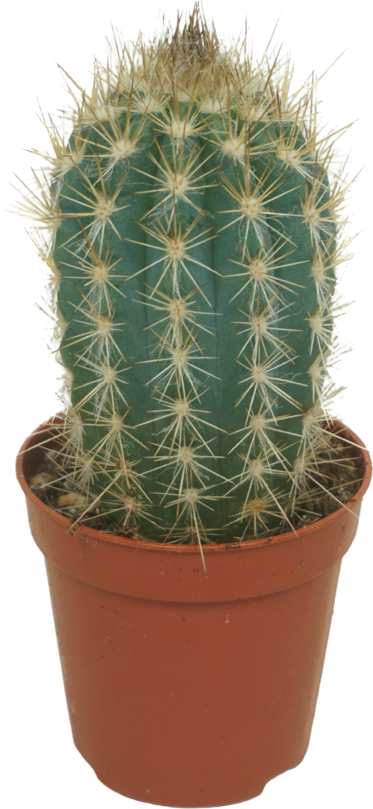 Cactus overig