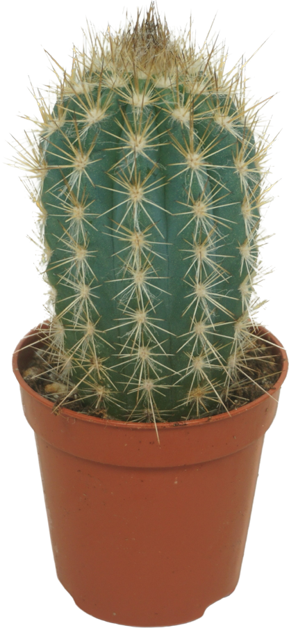 Cactus overig