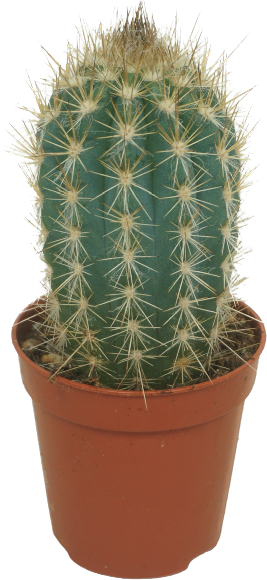 Cactus overig