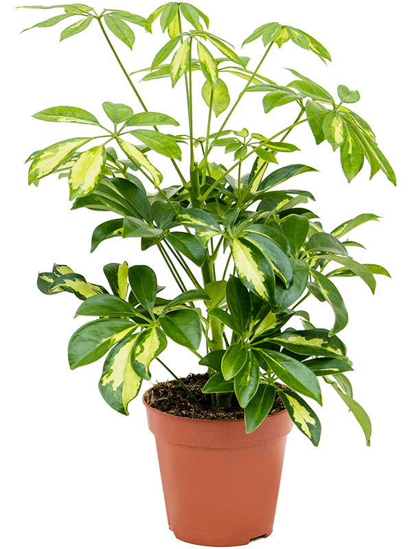 Schefflera