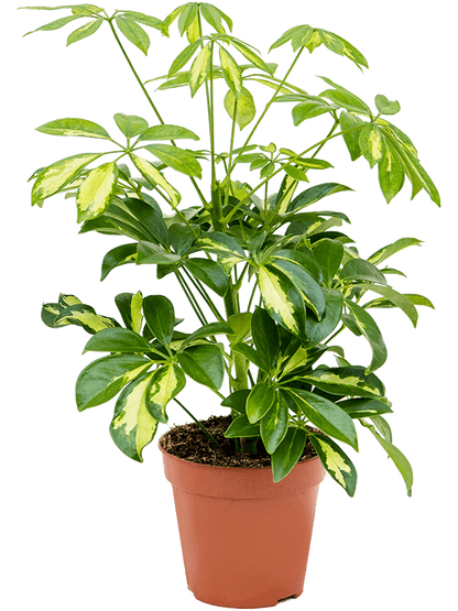 Schefflera