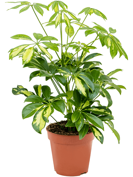 Schefflera