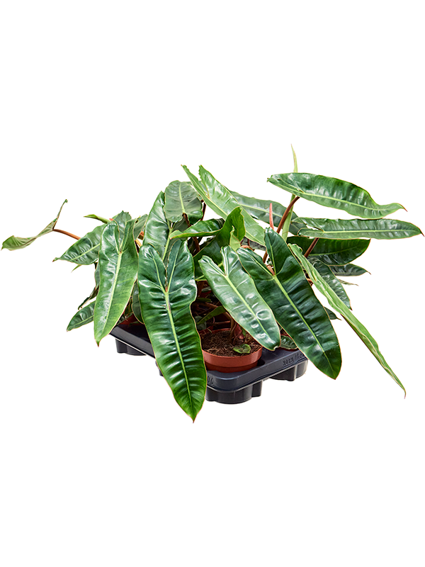 Philodendron Billietiae