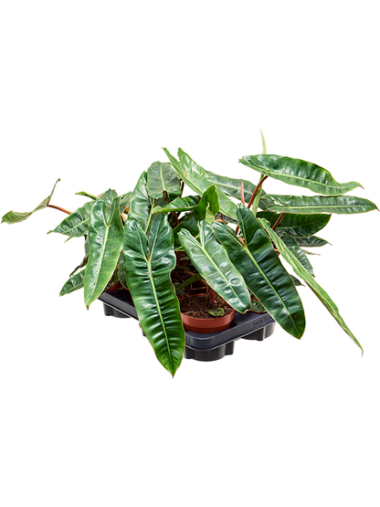 Philodendron Billietiae