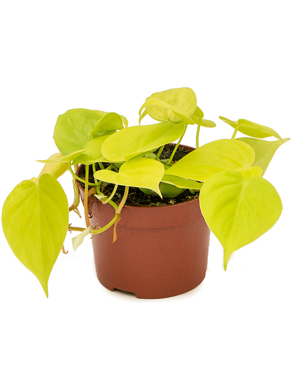 Philodendron micans lime