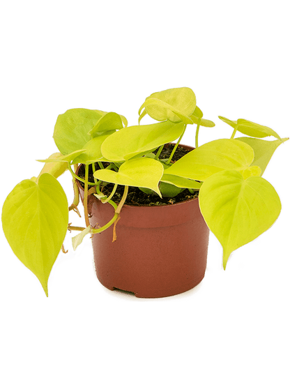 Philodendron micans lime
