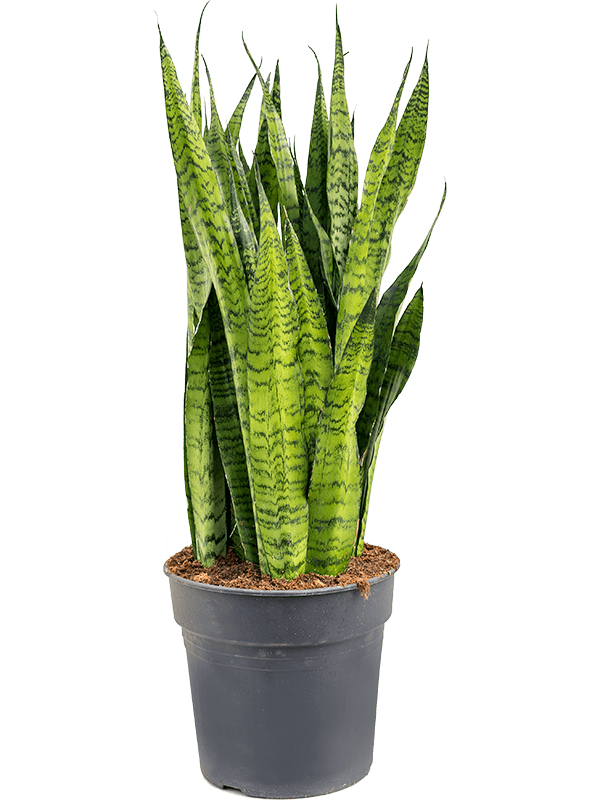 Sanseveria zeylanica