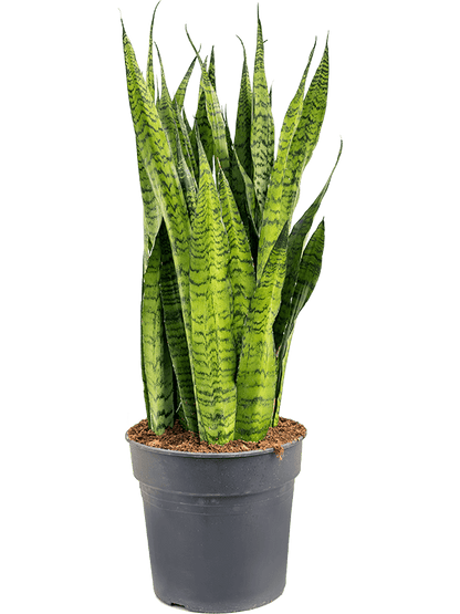 Sanseveria zeylanica