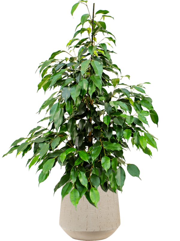 Ficus benjamina