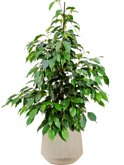 Ficus benjamina