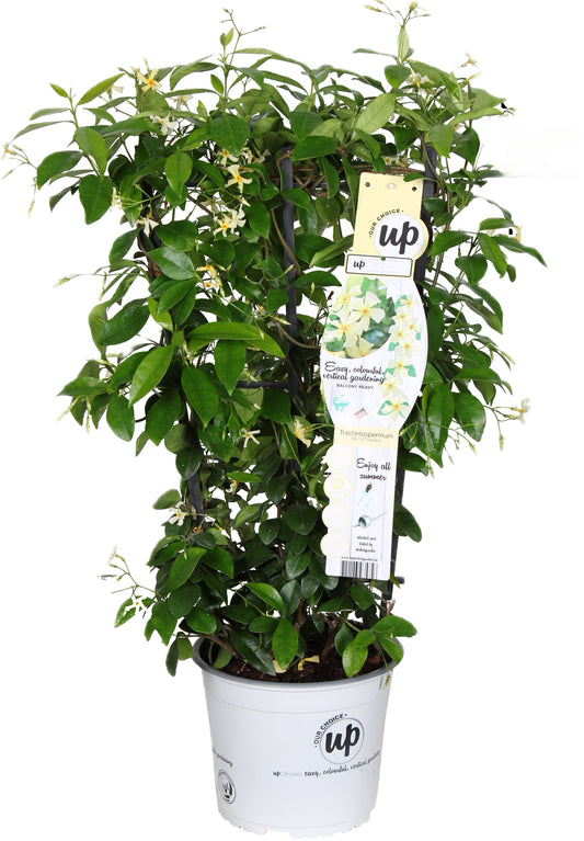 Trachelospermum jasminoides - Jasmin