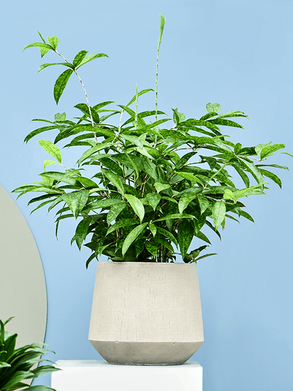 Dracaena surculosa