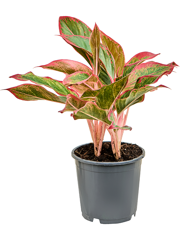 Aglaonema Siam Red