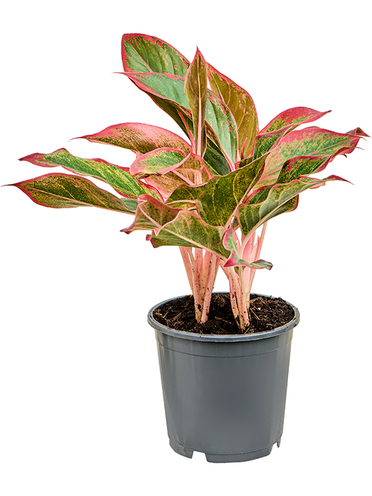 Aglaonema Siam Red