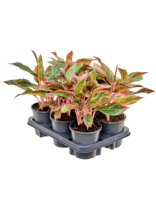 Aglaonema Siam Red