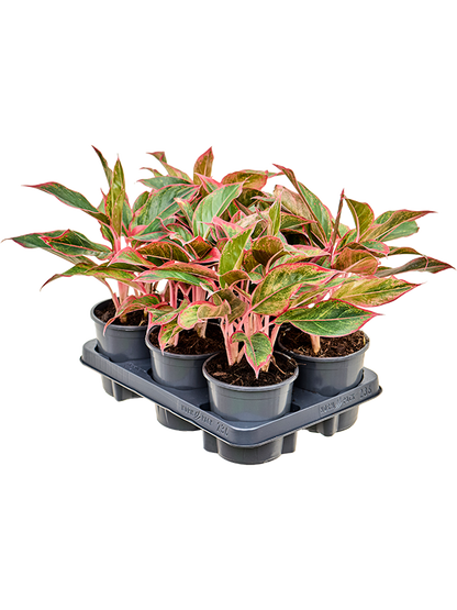 Aglaonema Siam Red