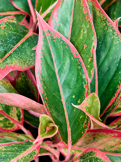 Aglaonema Siam Red