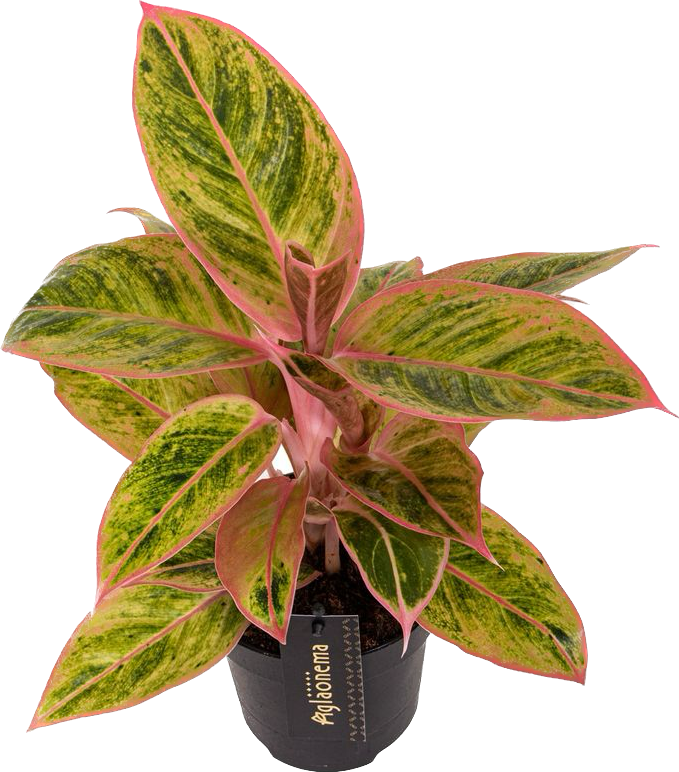 Aglaonema Salmon Fantasy