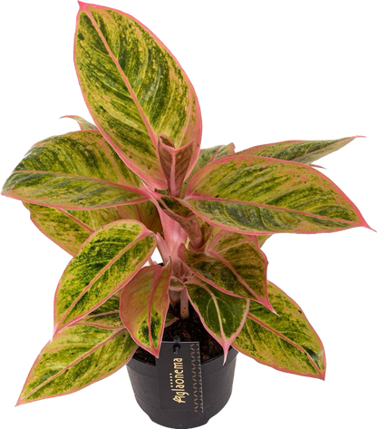 Aglaonema Salmon Fantasy