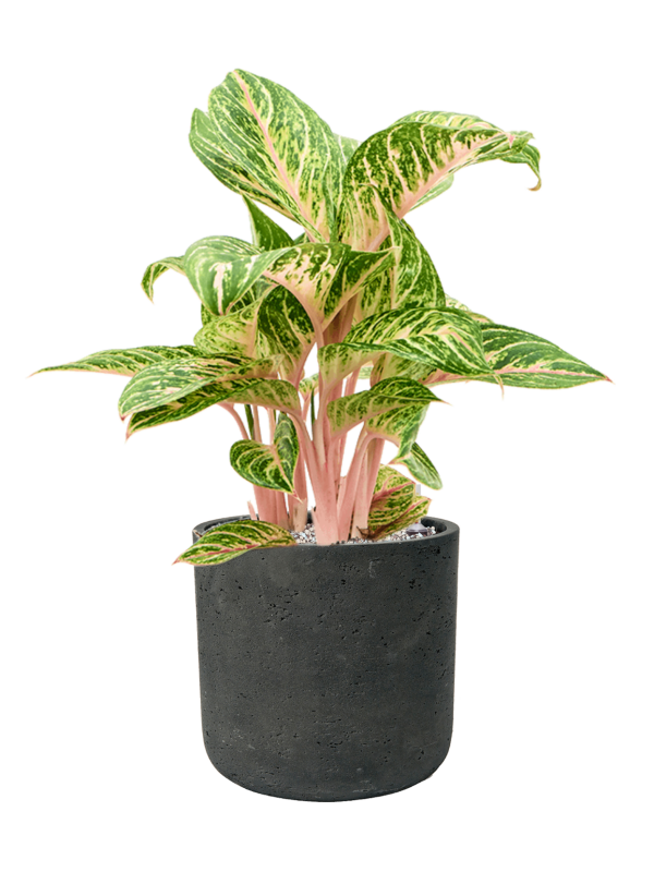 Aglaonema Coco Melon