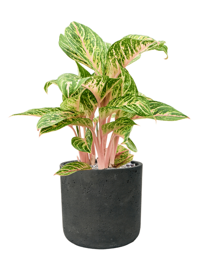 Aglaonema Coco Melon