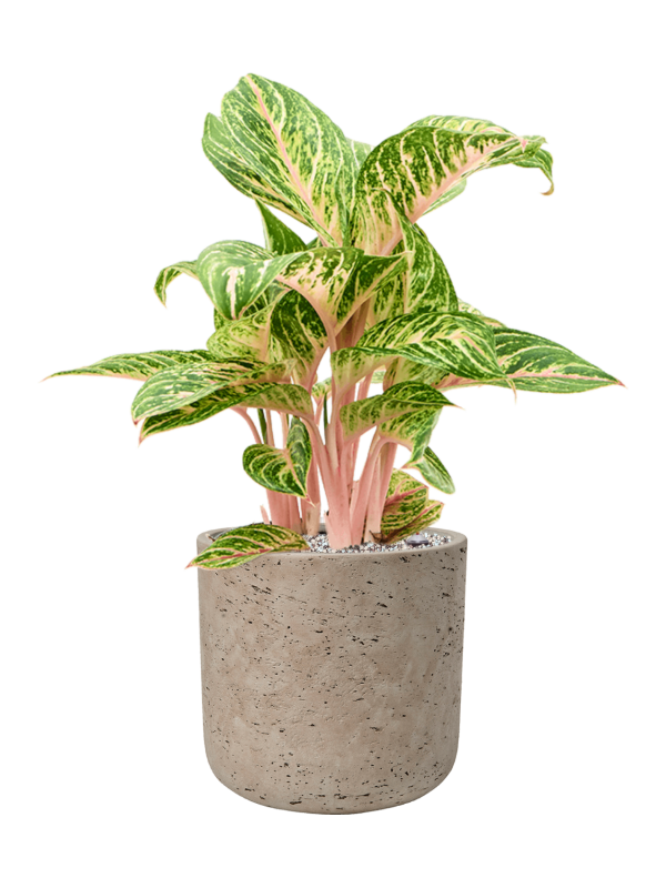 Aglaonema Coco Melon