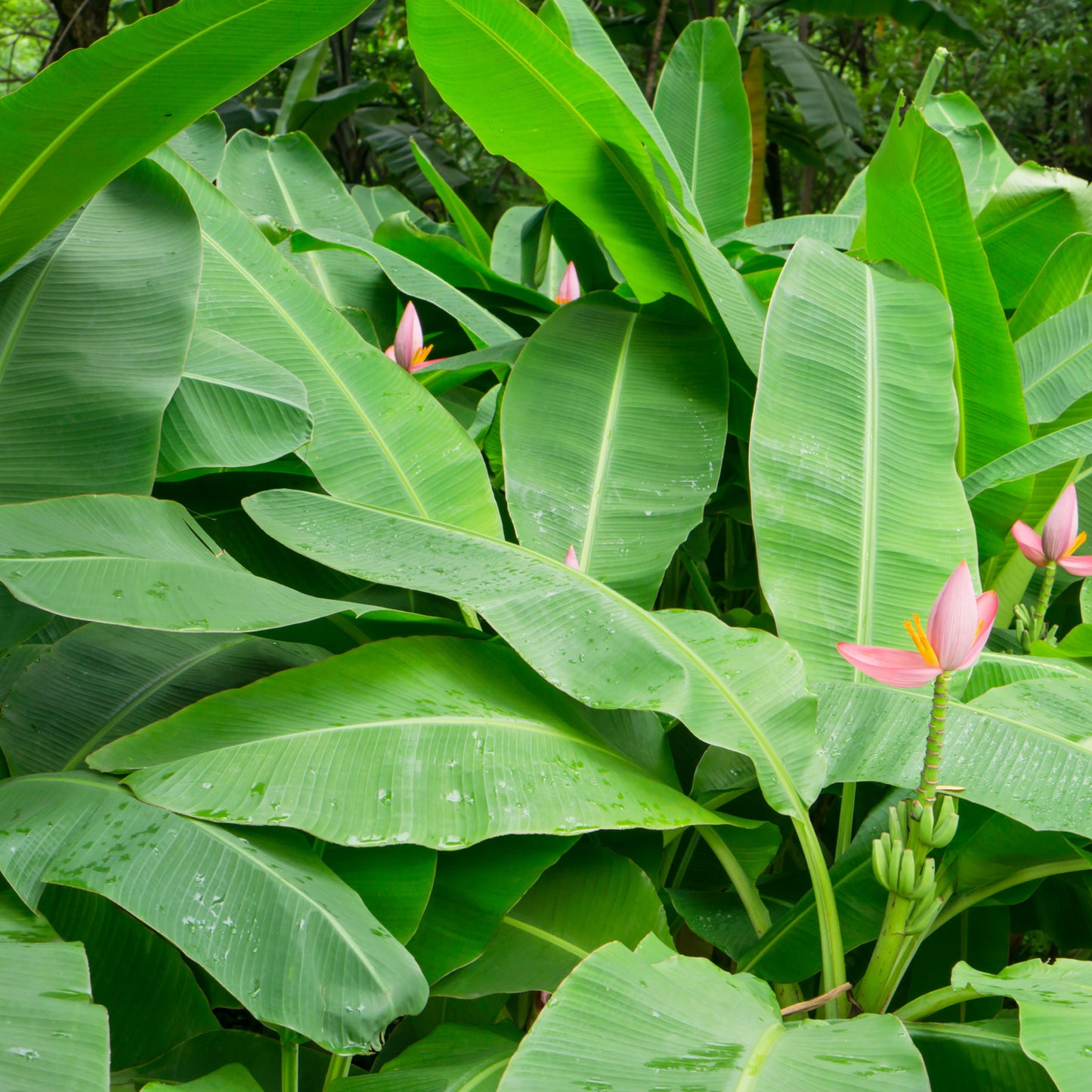 Musa Dwarf Cavendish