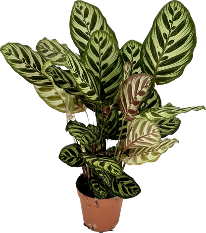 Calathea Makoyana