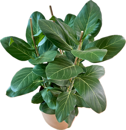 Ficus benghalensis
