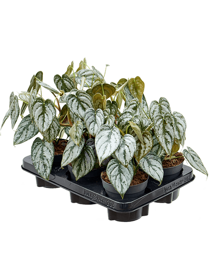 Philodendron brandtianum