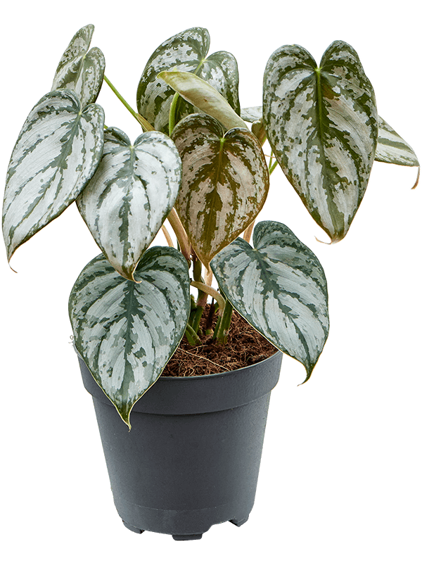 Philodendron brandtianum