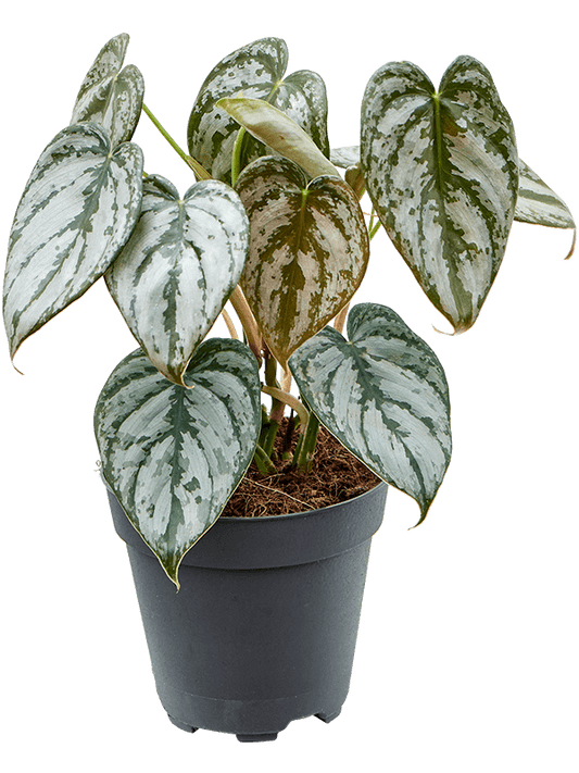 Philodendron brandtianum