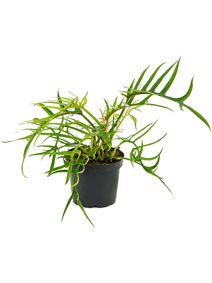 Philodendron Polypodioides